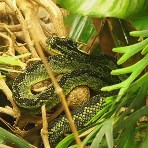 Great Lakes bush viper (Atheris nitschei), 2023-07-22