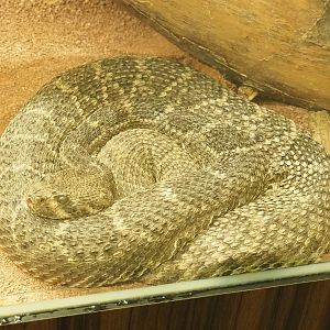 Western diamondback rattlesnake (Crotalus atrox), 2023-07-22