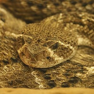 Western diamondback rattlesnake (Crotalus atrox), 2023-07-22