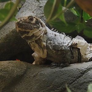 Motagua spiny-tailed iguana (Ctenosaura palearis), 2023-07-22
