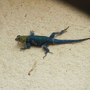 Guatemalan Emerald spiny lizard (Sceloporus taeniocnemis), 2023-07-22