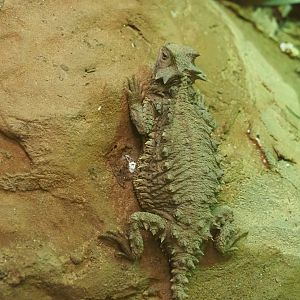 Giant horned lizard (Phrynosoma asio), 2023-07-22