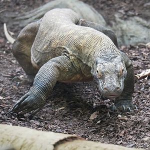 Komodo dragon (Varanus komodoensis), 2023-07-22