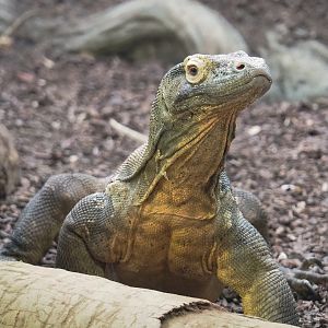 Komodo dragon (Varanus komodoensis), 2023-07-22