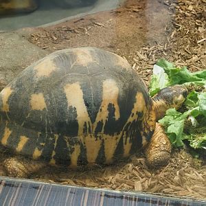 Radiated tortoise (Astrochelys radiata), 2023-07-22