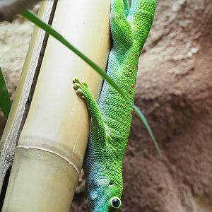 Greater Madagascar day gecko (Phelsuma grandis), 2023-07-22