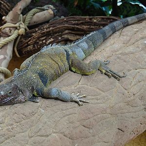 Green iguana (Iguana iguana), 2023-07-22