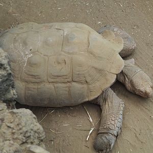 African spurred tortoise (Centrochelys sulcata), 2023-07-22