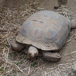 African spurred tortoise (Centrochelys sulcata), 2023-07-22