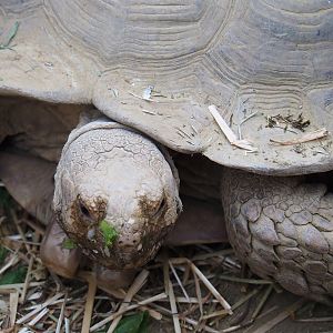 African spurred tortoise (Centrochelys sulcata), 2023-07-22