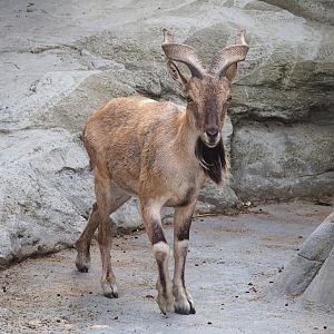 Tajik markhor (Capra falconeri heptneri), 2023-07-22