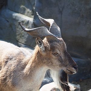 Tajik markhor (Capra falconeri heptneri), 2023-07-22