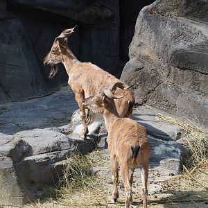 Tajik markhors (Capra falconeri heptneri), 2023-07-22