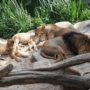 African lions (Panthera leo), 2023-07-22