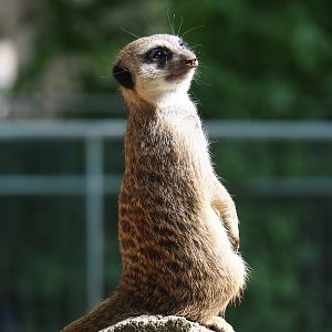 Meerkat (Suricata suricatta), 2023-07-22