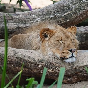 Young male African lion (Panthera leo), 2023-07-22