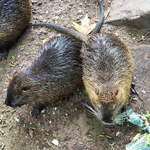 Nutrias (Myocastor coypus), 2023-07-22
