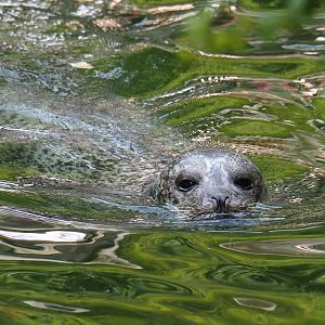 Eastern Atlantic harbor seal (Phoca vitulina vitulina), 2023-07-22