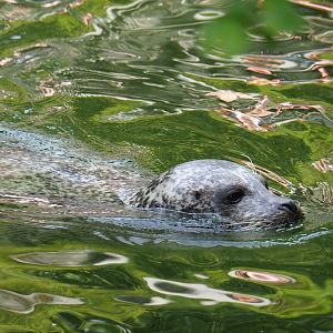 Eastern Atlantic harbor seal (Phoca vitulina vitulina), 2023-07-22