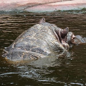 Hippopotamus (Hippopotamus amphibius) Hermien (1980-2024), 2023-07-22