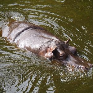 Hippopotamus (Hippopotamus amphibius) Imani, 2023-07-22