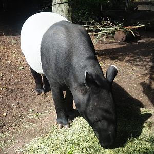 Malayan tapir (Tapirus indicus), 2023-07-22