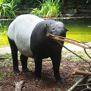 Malayan tapir (Tapirus indicus), 2023-07-22