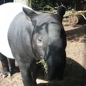 Malayan tapir (Tapirus indicus), 2023-07-22