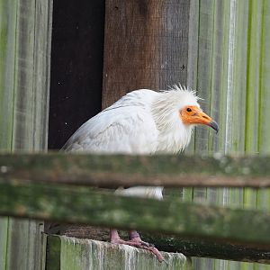 Western Egyptian vulture (Neophron percnopterus percnopterus), 2023-07-22