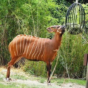 Mountain bongo (Tragelaphus eurycerus isaaci), 2023-07-22