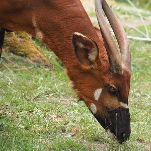 Mountain bongo (Tragelaphus eurycerus isaaci), 2023-07-22