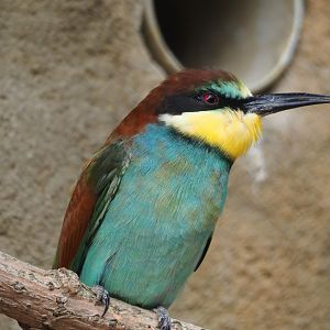 European bee-eater (Merops apiaster), 2023-07-22