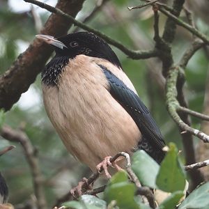 Rosy starling (Pastor roseus), 2023-07-22