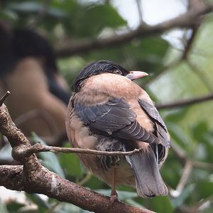 Rosy starling (Pastor roseus), 2023-07-22