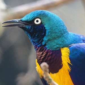 Golden-breasted starling (Lamprotornis regius), 2023-07-22