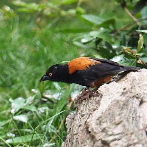 Chestnut-and-black weaver (Ploceus nigerrimus castaneofuscus), 2023-07-22
