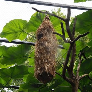 Crested oropendola nest, 2023-07-22