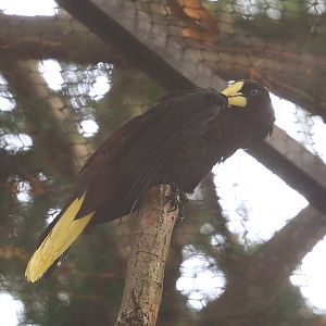 Crested oropendola (Psarocolius decumanus), 2023-07-22