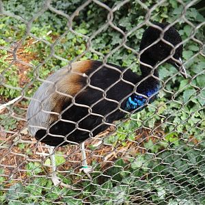 Grey-winged trumpeter (Psophia crepitans), 2023-07-22
