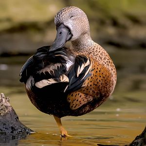Red shoveler