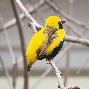 Yellow-crowned bishop (Euplectes afer), 2023-07-22