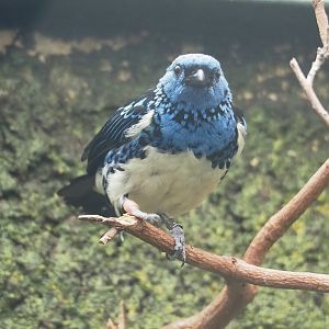 Turquoise tanager (Tangara mexicana mexicana), 2023-07-22