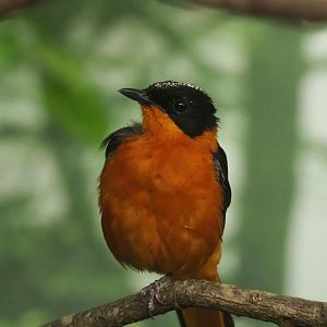 Snowy-crowned robin-chat (Cossypha niveicapilla), 2023-07-22