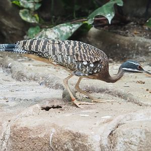 Sunbittern (Eurypyga helias), 2023-07-22