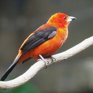 Brazilian tanager (Ramphocelus bresilia), 2023-07-22