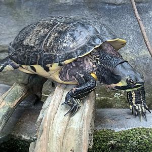 Yellow-Bellied Slider (Trachemys scripta scripta)