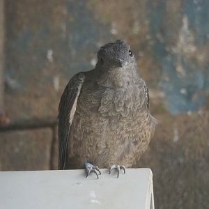 Spangled cotinga (Cotinga cayana), 2023-07-22