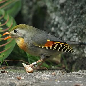 Red-billed leiothrix (Leiothrix lutea), 2023-07-22