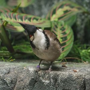 Red-whiskered bulbul (Pycnonotus jocosus), 2023-07-22