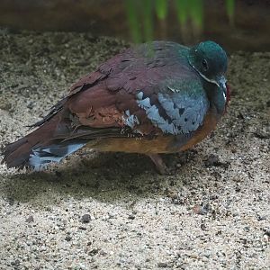 Bartlett’s bleeding heart pigeon (Gallicolumba crinigera), 2023-07-22